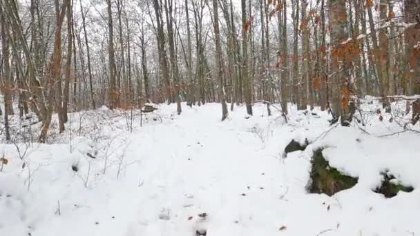 Hiking Trail Winter Forest Fajeda Jorda Garrotxa Catalonia Spain — Video Stock