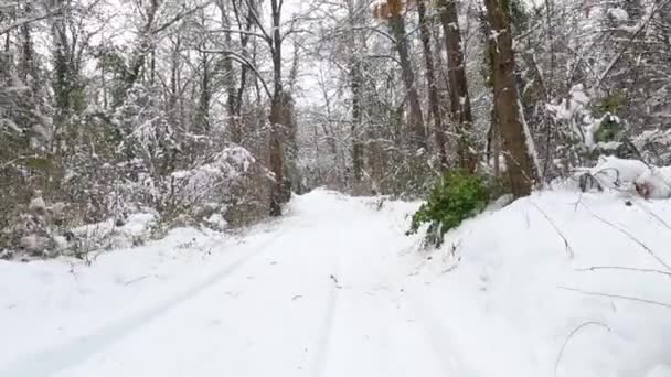 Περπατώντας Στο Χιόνι Του Δάσους Χειμώνα — Αρχείο Βίντεο