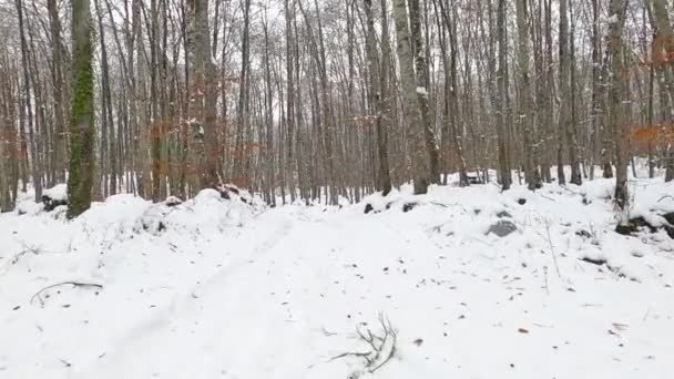 Hiking Winter Forest Fajeda Jorda Garrotxa Catalonia Spain — Video