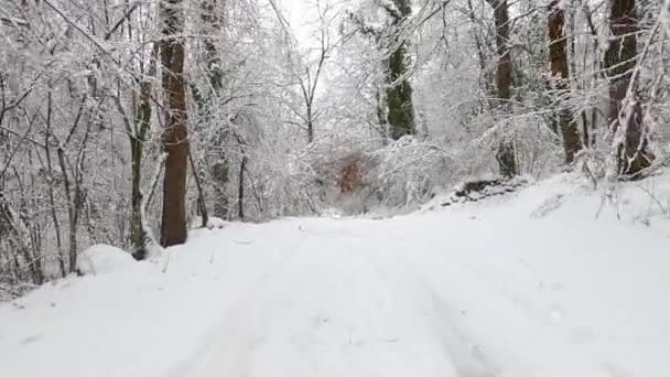 Hiking Winter Trees Covered Snow Forest Fajeda Jorda Garrotxa Catalonia — Vídeo de Stock