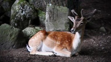 Beautiful young deer at the animal park