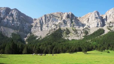 Cow eating grass in the mountains (Prat de Cadi, Catalonia, Spain, Pyrenees Mountains)