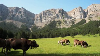Cows grazing in the beautiful mountains (Prat de Cadi, Spain)