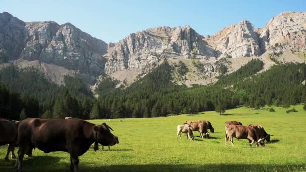 Cows Grazing Beautiful Mountains Prat Cadi Spain — Vídeo de Stock