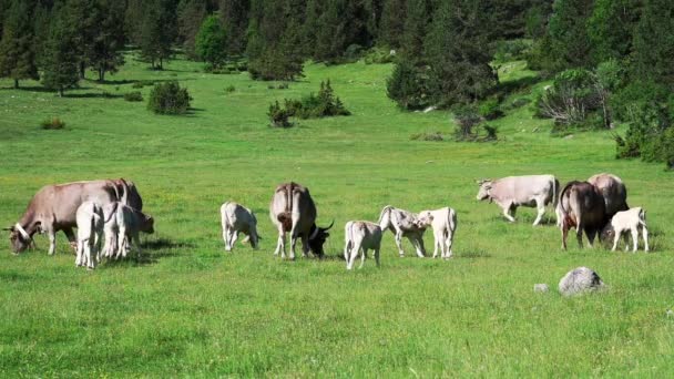 Cow Eating Grass Mountains Prat Cadi Catalonia Spain Pyrenees Mountains — Vídeo de stock