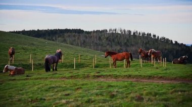 Herd of horses pasturing in the mountains