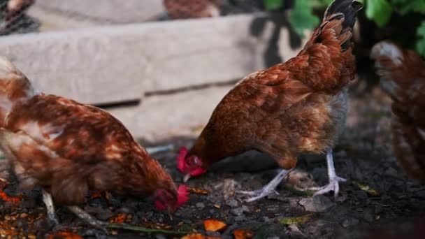 Chickens Rural Farm — Vídeo de stock