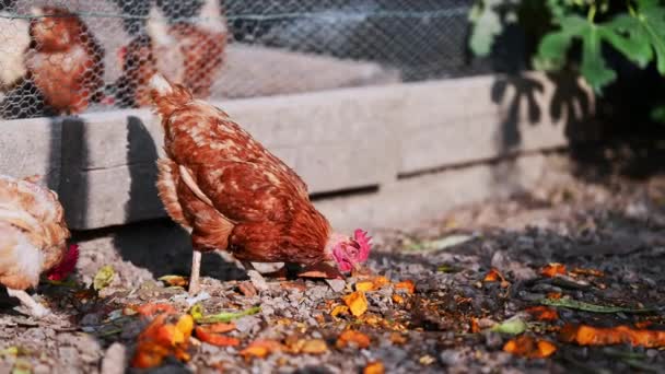 農場の鶏 — ストック動画