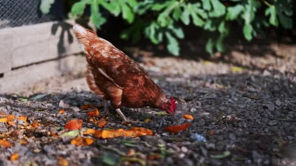 Chicken Searching Food Farm — Stockvideo