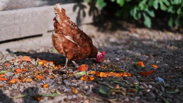 Chickens Eating Farm — Vídeo de stock