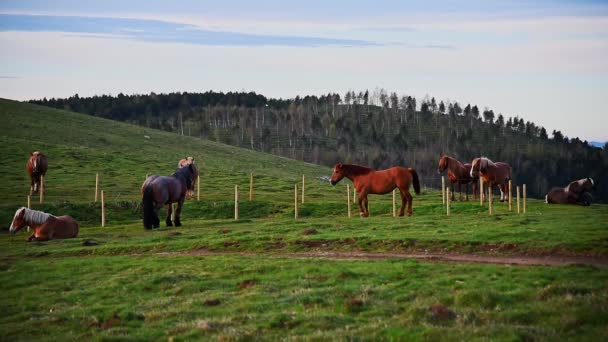 Herd Horses Pasturing Mountains — Stockvideo