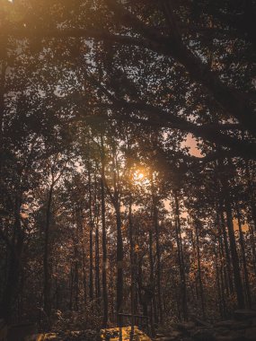 Nepal 'de Gündoğumu Ormanı