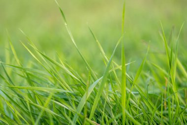 Güzel yakın plan çekimde canlı renkli çimenler