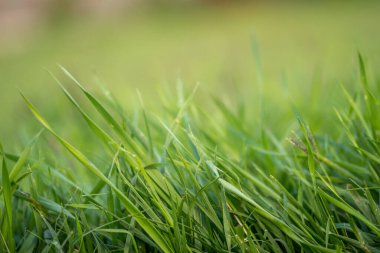Güzel yakın plan çekimde canlı renkli çimenler