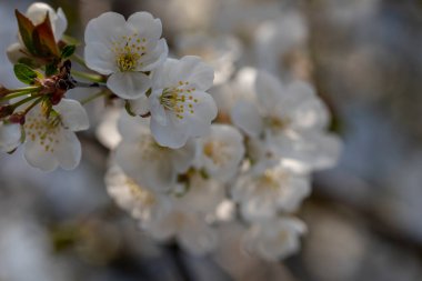 Ağaç dalında açan beyaz erik çiçeklerinin yakın plan çekimi.
