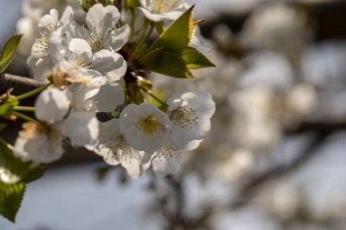 Ağaç dalında açan beyaz erik çiçeklerinin yakın plan çekimi.