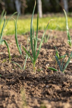 Bahçede taze taze taze soğan yetişen yakın çekim