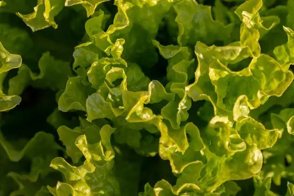 Bahçede yetişen kıvırcık yapraklı taze salata yakın çekim