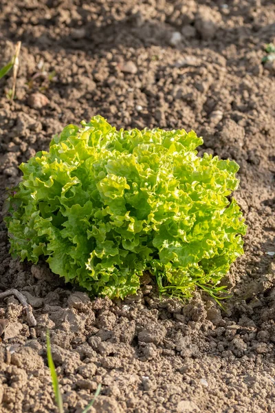 Bahçede Yetişen Kıvırcık Yapraklı Taze Salata Yakın Çekim — Stok fotoğraf