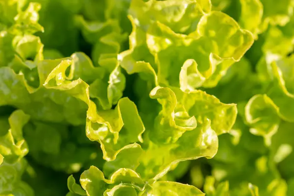 Close Shot Fresh Salad Curly Leaves Growing Garden — Stock Photo, Image