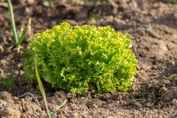 Bahçede Yetişen Kıvırcık Yapraklı Taze Salata Yakın Çekim — Stok fotoğraf