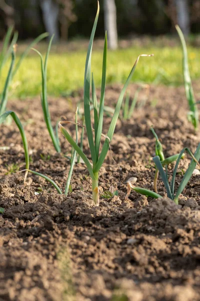 Bahçede taze taze taze soğan yetişen yakın çekim