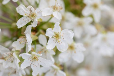 Ağaç dallarında açan kiraz çiçeklerinin yakın plan çekimi.