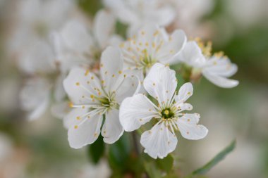 Ağaç dallarında açan kiraz çiçeklerinin yakın plan çekimi.