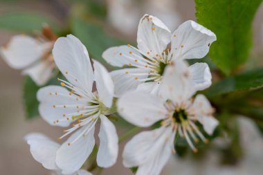 Ağaç dallarında açan kiraz çiçeklerinin yakın plan çekimi.