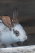 Close-up shot of white rabbit and brown spots with blurred out of focus areas