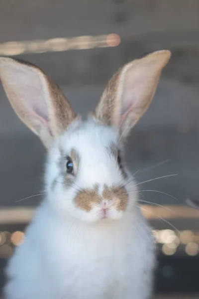 Close Shot White Rabbit Brown Spots Blurred Out Focus Areas — 스톡 사진