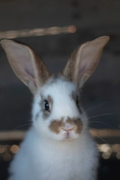 Nahaufnahme Von Weißem Kaninchen Und Braunen Flecken Mit Unscharfen Unscharfen — Stockfoto