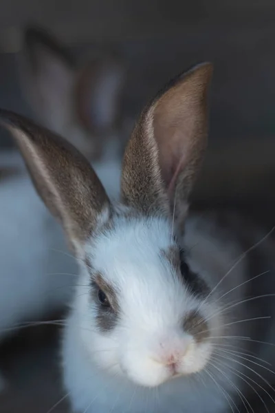 Close Shot White Rabbit Brown Spots Blurred Out Focus Areas — Fotografia de Stock