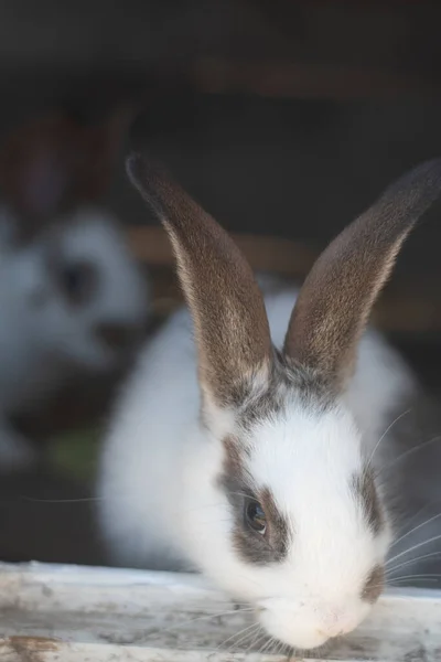 Close Shot White Rabbit Brown Spots Blurred Out Focus Areas — Zdjęcie stockowe