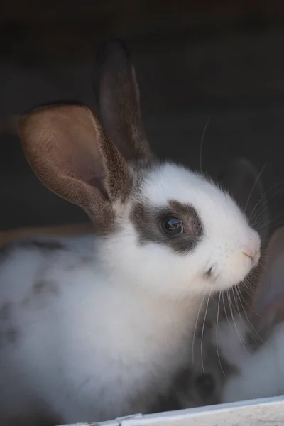 Primer Plano Conejo Blanco Manchas Marrones Con Áreas Borrosas Fuera —  Fotos de Stock