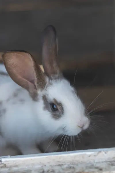 Primer Plano Conejo Blanco Manchas Marrones Con Áreas Borrosas Fuera —  Fotos de Stock