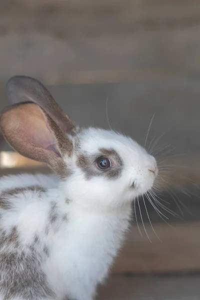 Close Shot White Rabbit Brown Spots Blurred Out Focus Areas — Stock Fotó
