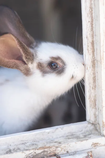 Close Shot White Rabbit Brown Spots Blurred Out Focus Areas — Photo