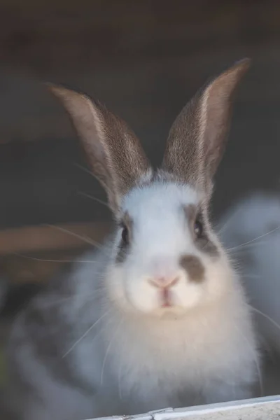 밖으로 흐려져 토끼와 — 스톡 사진