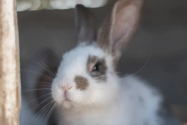 Close Shot White Rabbit Brown Spots Blurred Out Focus Areas — Photo