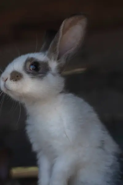 Close Shot White Rabbit Brown Spots Blurred Out Focus Areas — 스톡 사진