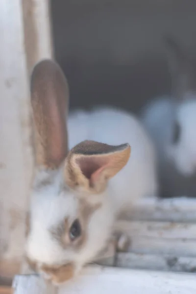 Primer Plano Conejo Blanco Manchas Marrones Con Áreas Borrosas Fuera —  Fotos de Stock