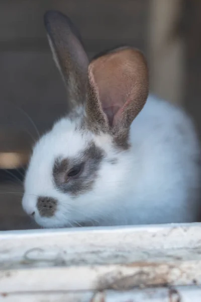 Nahaufnahme Von Weißem Kaninchen Und Braunen Flecken Mit Unscharfen Unscharfen — Stockfoto