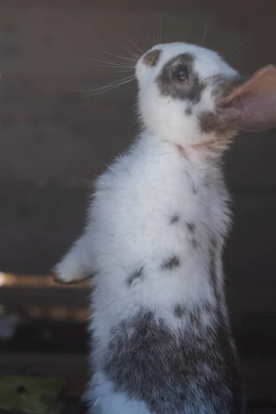 Close Shot White Rabbit Brown Spots Blurred Out Focus Areas — Photo