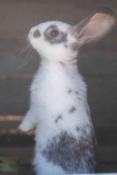 Close Shot White Rabbit Brown Spots Blurred Out Focus Areas — Zdjęcie stockowe