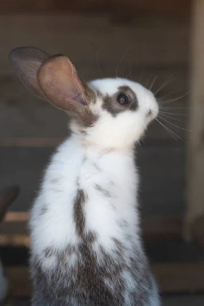 Крупним Планом Знімок Білого Кролика Коричневих Плям Розмитими Поза Зоною — стокове фото