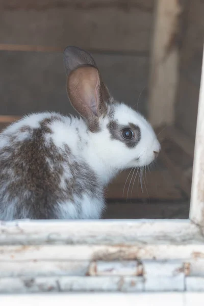 Close Shot White Rabbit Brown Spots Blurred Out Focus Areas — Stock fotografie