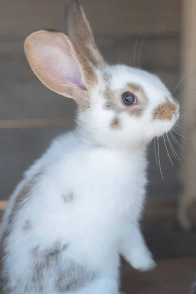 Primer Plano Conejo Blanco Manchas Marrones Con Áreas Borrosas Fuera —  Fotos de Stock