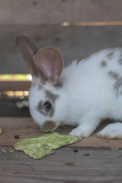 Close Shot White Rabbit Brown Spots Blurred Out Focus Areas — Stock Fotó