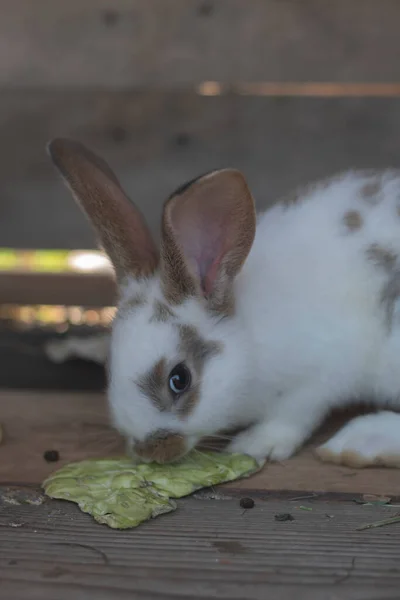 Close Shot White Rabbit Brown Spots Blurred Out Focus Areas — Foto de Stock